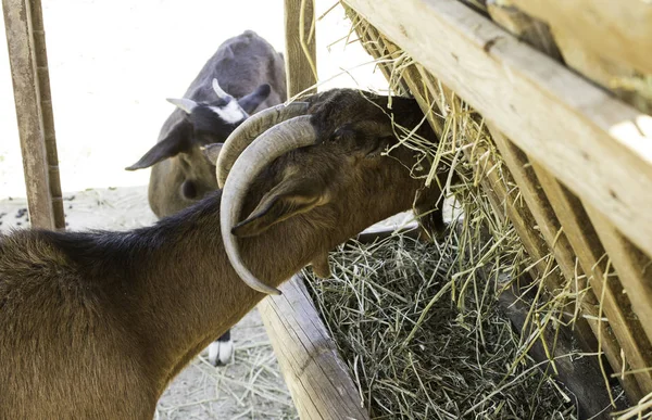 Goats on farm — Stock Photo, Image