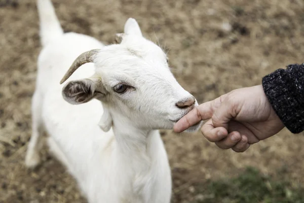 Small farm goat — Stock Photo, Image