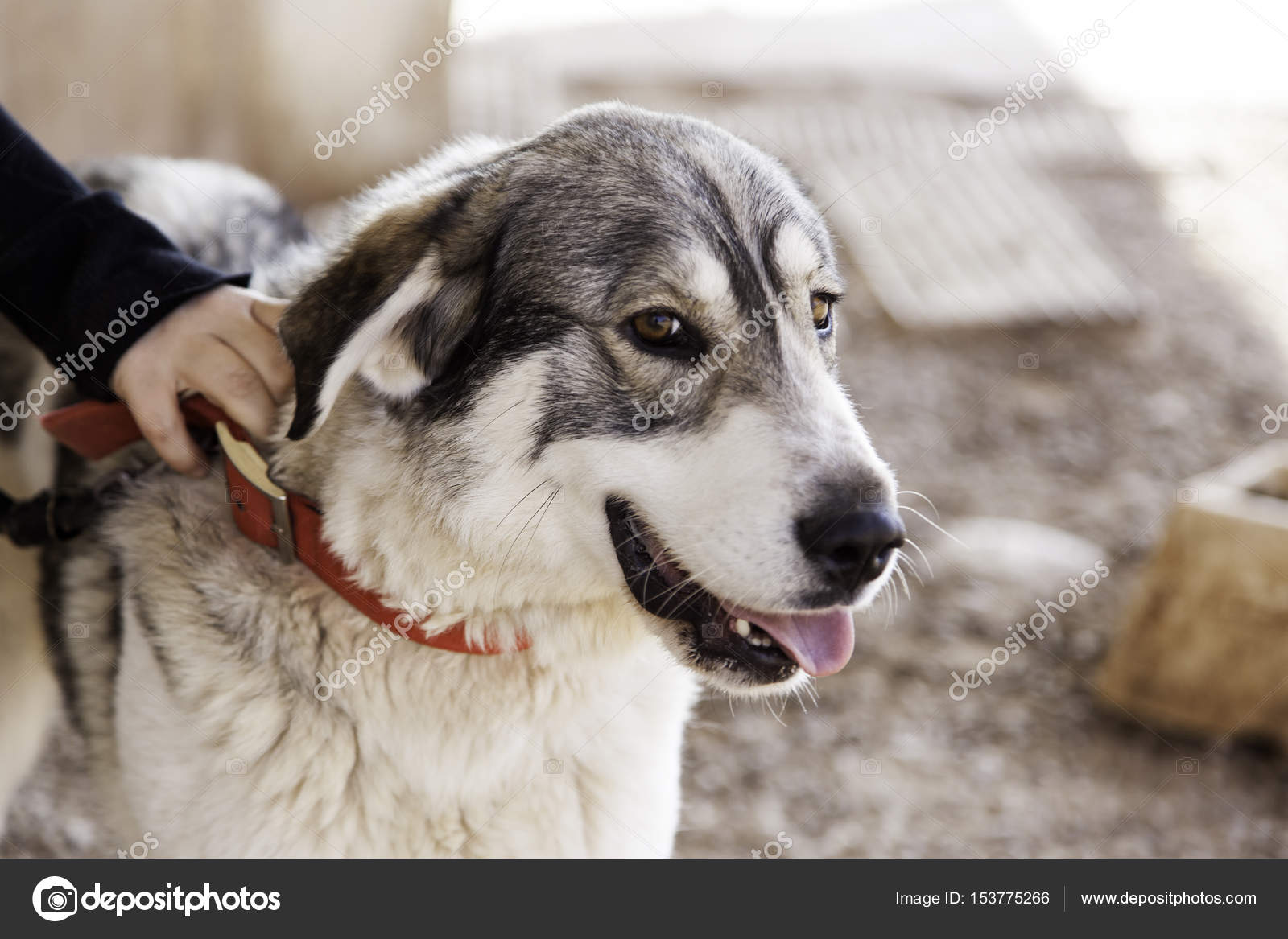 Cama Deluxe Snuggle Haven para Gatos y Perros, Cálida y Acogedora, image size:1600x1167