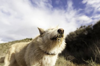 Yemek artıkları ile köpek