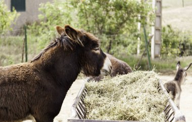 Kahverengi eşek çiftlik
