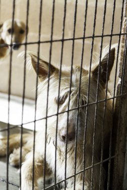 Üzgün terk edilmiş köpekler