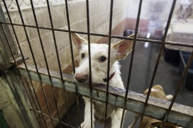 Üzgün terk edilmiş köpekler