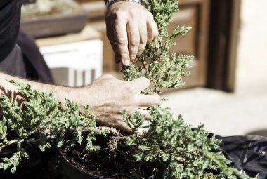 Bonsai yapma adam