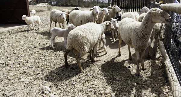 Schapen die gras eten — Stockfoto