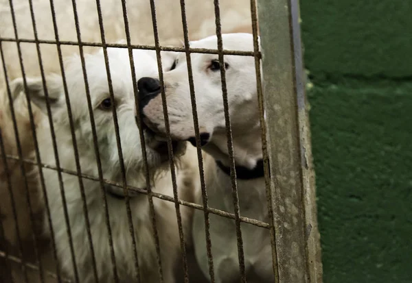 Triste perros abandonados — Foto de Stock