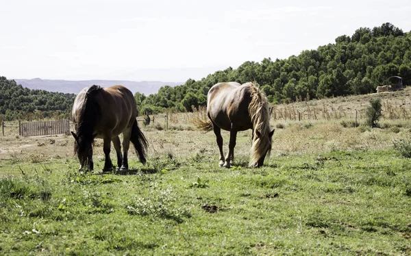 Caballos en el campo — Foto de Stock