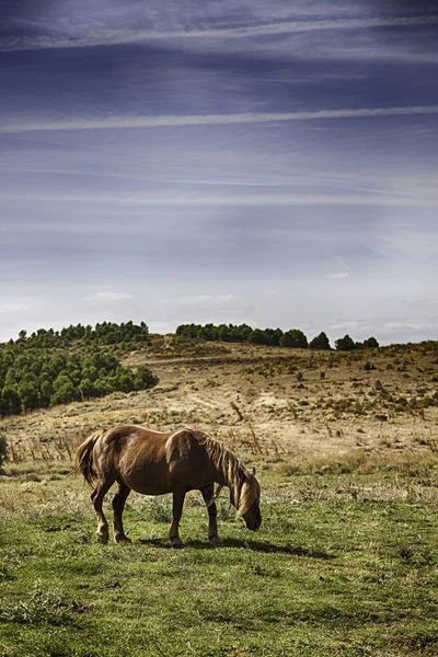 Koně na poli — Stock fotografie