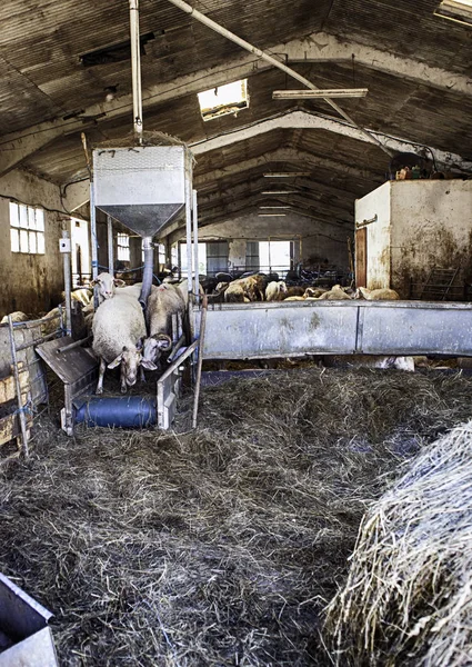 Ovce uvnitř, farma — Stock fotografie