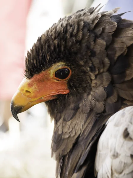 Eagle falconry exhibition — Stock Photo, Image