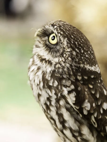 Owl on display — Stock Photo, Image