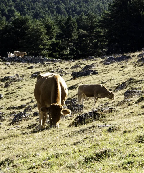 Campo de pastoreo de vacas — Foto de Stock