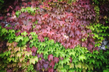 Ağaç duvar yaprakları