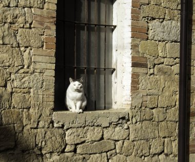 Sürüyü sokak kedileri