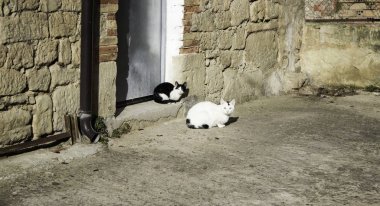 Sürüyü sokak kedileri