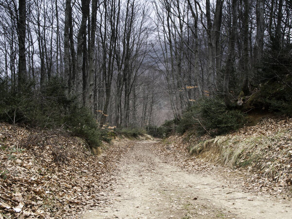 Forest with tree