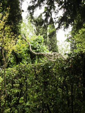 bitkilerin yaprakları