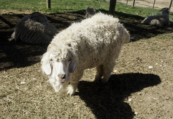 Geit met horens — Stockfoto