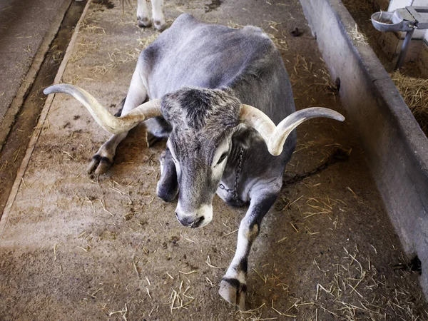 Býk ve farmě — Stock fotografie