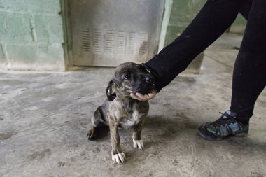 Üzgün terk edilmiş köpekler