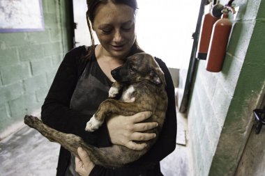 Üzgün terk edilmiş köpekler