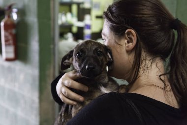 Üzgün terk edilmiş köpekler