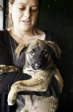Üzgün terk edilmiş köpekler
