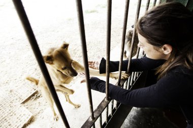 Üzgün terk edilmiş köpekler