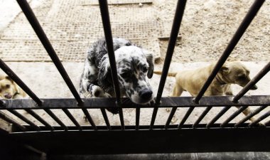 Üzgün terk edilmiş köpekler