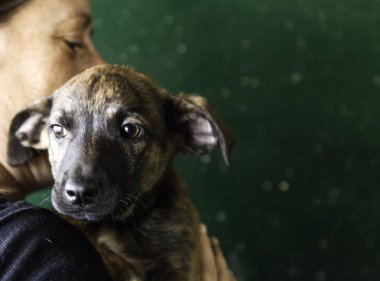 Üzgün terk edilmiş köpekler