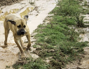Köpek çamur banyosu
