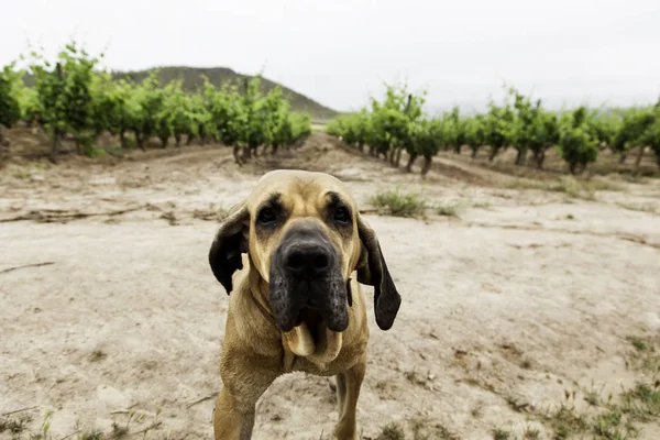 Fila de perro brasileiro — Foto de Stock