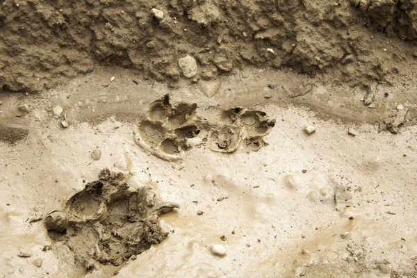 Terra de pegadas de cão — Fotografia de Stock