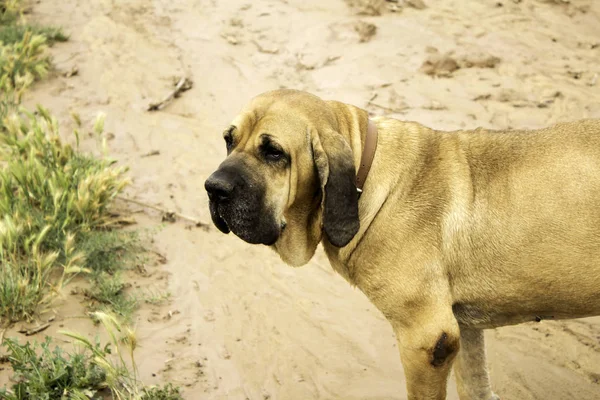 Fila de perro brasileiro —  Fotos de Stock