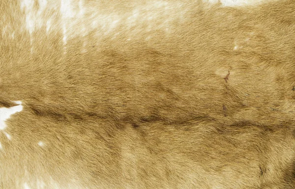Pele de cabra natural — Fotografia de Stock