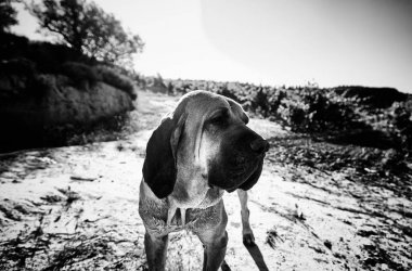 Dog fila brasileiro
