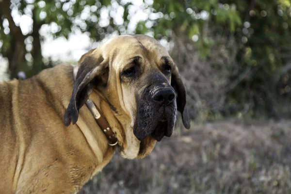 Dog fila brasileiro — Stok fotoğraf