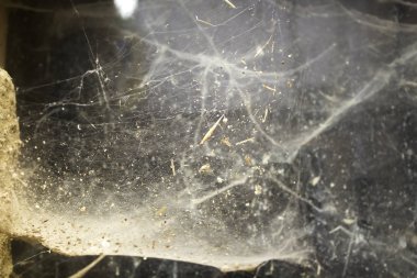 Cadılar Bayramı'nda spiderweb