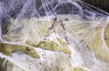 Cadılar Bayramı'nda spiderweb