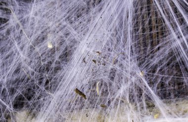 Cadılar Bayramı'nda spiderweb