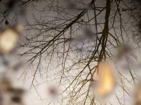 Ветви осеннего дерева — стоковое фото