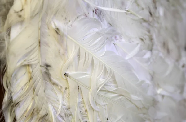 Natural bird feathers — Stock Photo, Image