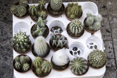 Kaktüs küçük bitkiler