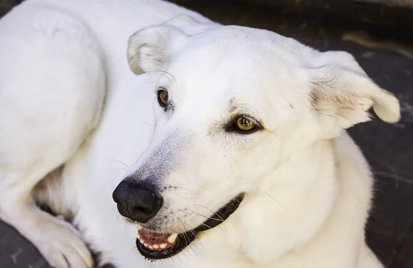 Beyaz köpek uzanmış — Stok fotoğraf
