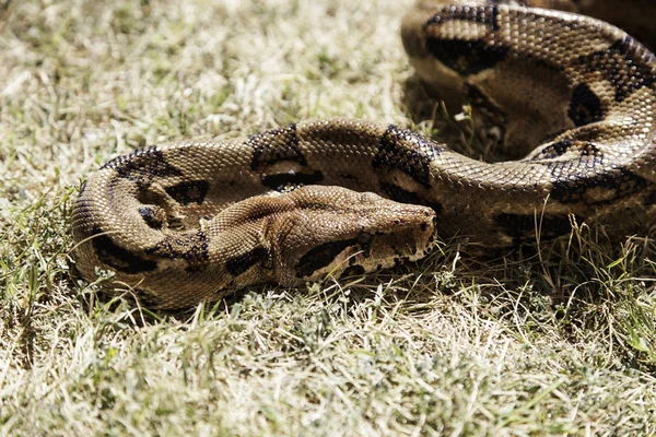 Boa constritor na grama — Fotografia de Stock