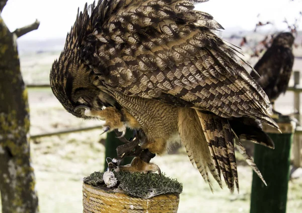 Aquila selvatica nera — Foto Stock