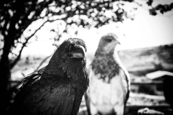 野生の黒いカラス — ストック写真