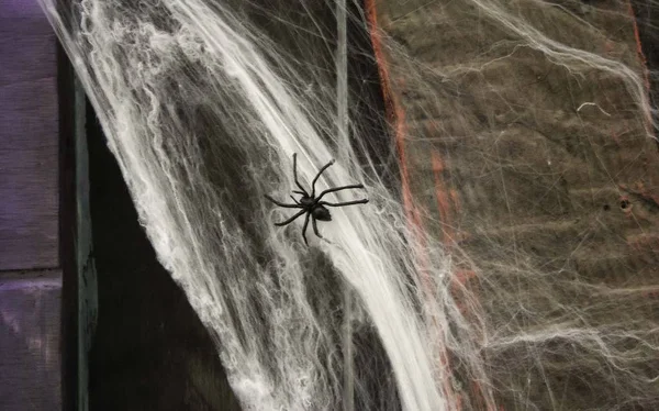 Spinnenweb op Halloween — Stockfoto