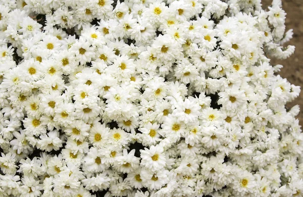 Mitten av daisy blommor — Stockfoto
