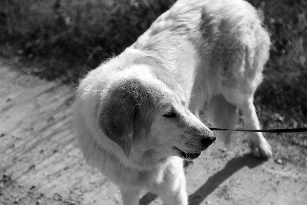 Witte mastin hond — Stockfoto